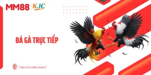Đá Gà Trực Tiếp - Sôi Động Khoảnh Khắc, Thăng Hoa Cảm Xúc